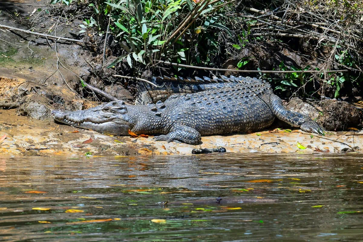 a large saltwater crocodile sitting on a muddy river bank  
